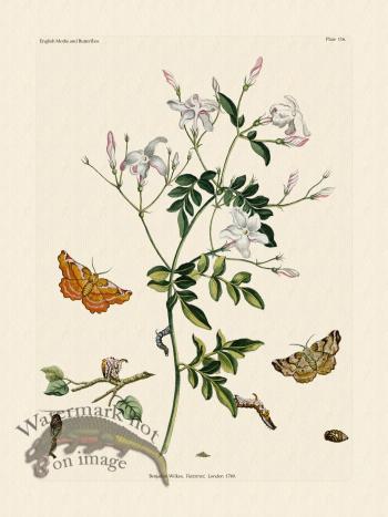 Wilkes Butterflies 116